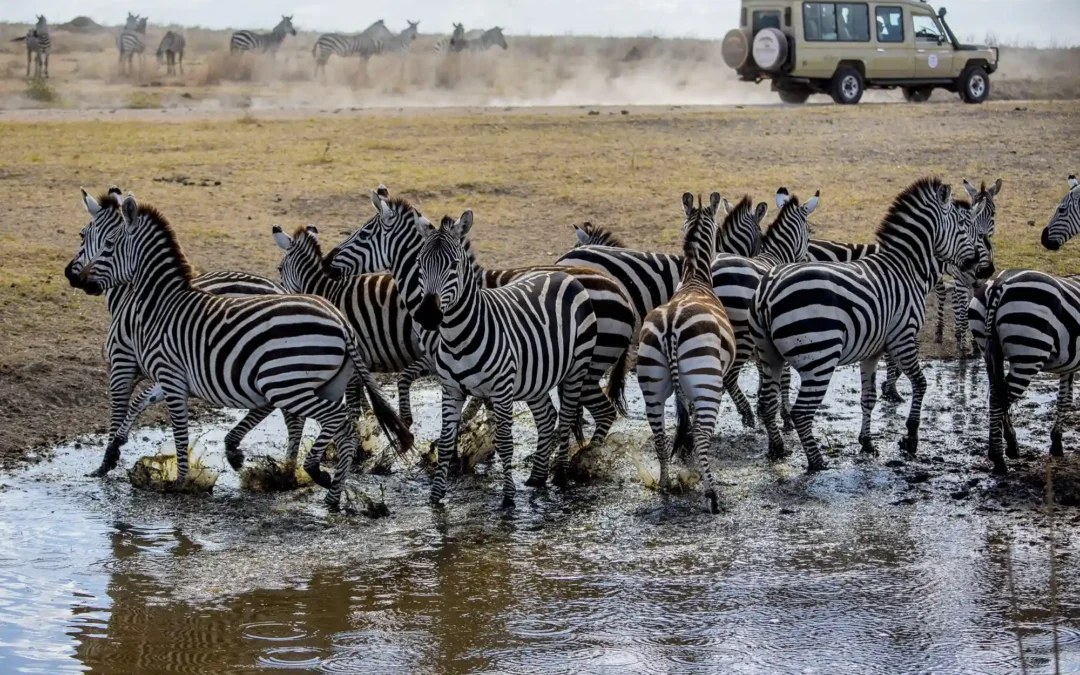 Qué ver en un safari en Tanzania: parques y experiencias imprescindibles | Kirengo Tours