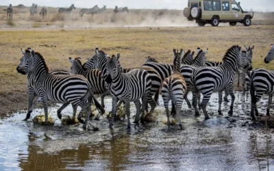 Qué ver en un safari en Tanzania: parques y experiencias imprescindibles | Kirengo Tours