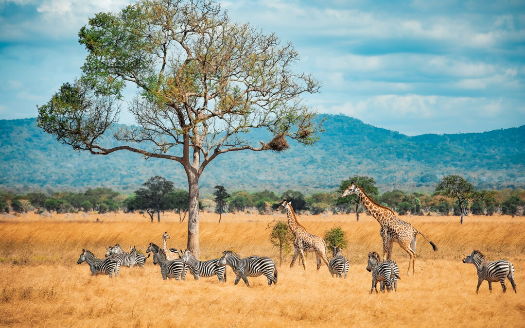 Cuándo ver la gran migración en Tanzania | Kirengo Tours