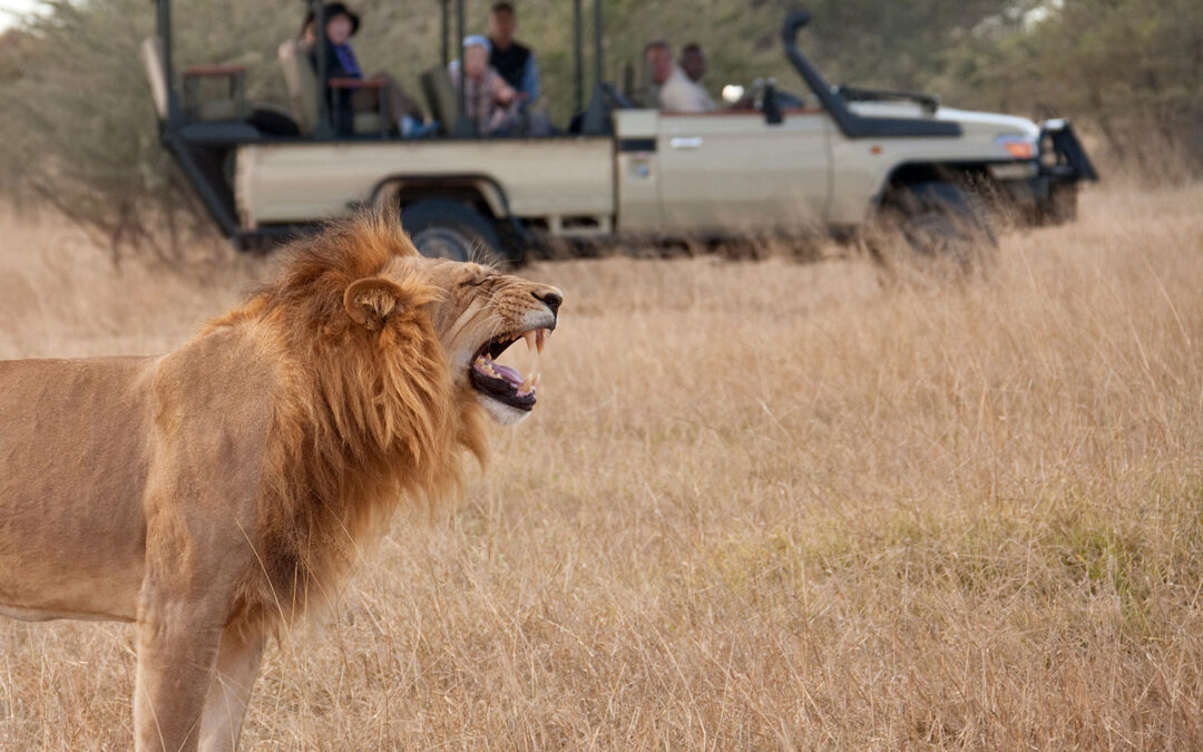 Combinar safari y gorilas en África Oriental: Kenia, Tanzania y Uganda | Kirengo Tours