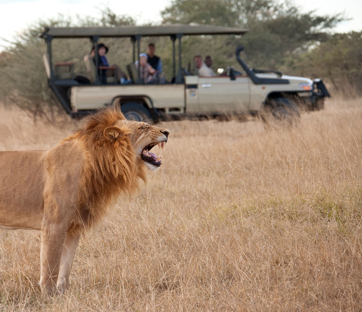 Combinar safari y gorilas en África Oriental: Kenia, Tanzania y Uganda | Kirengo Tours