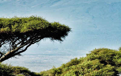 Cuándo viajar a Kenia para hacer un safari | Kirengo Tours