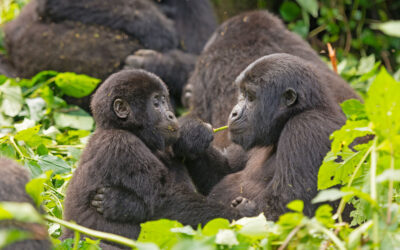 Cuándo viajar a Uganda para ver gorilas y hacer safari | Kirengo Tours